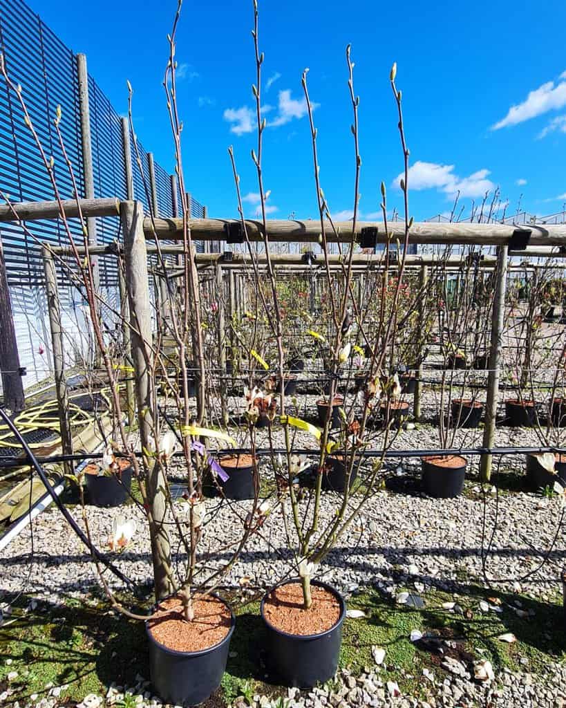 Magnolia x soulangeana 'Lennei Alba' 175-200 cm